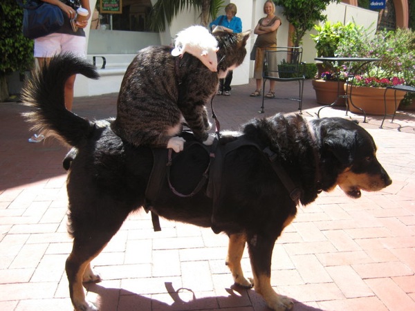 Meet the "DogCatRat Guy," a ModernDay Folk Hero